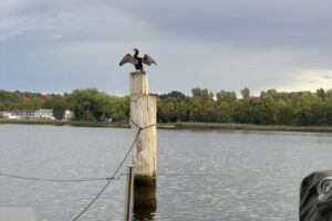 Terrasse Blick Kormoran